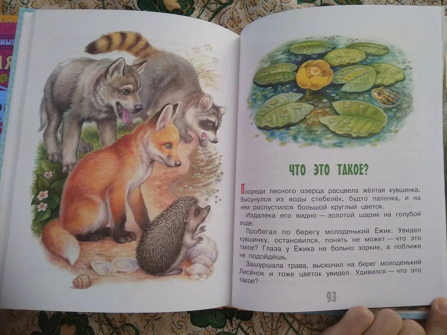 Фёдор лашков фотограф река. Лотос кувшинка кубышка. Кувшинка болотная. Домашнее задание русский язык упражнение 204 3 класс. Русский язык 3 класс канакина упражнение 204.