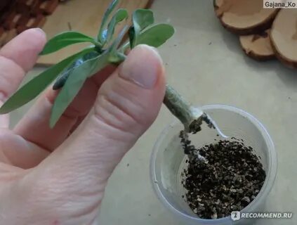 Как укоренить адениум черенком