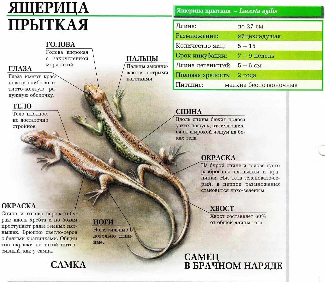 Можно ли кормить ящерицу. Ящерица прыткая описание. Прыткая ящерица Размеры. Прыткая ящерица самец. Описание ящерицы.