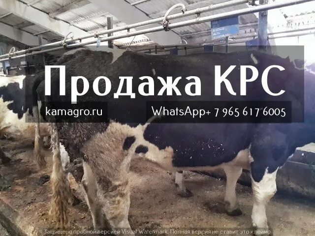 Крс жив вес цена. Объявления закупаю КРС. Закупка КРС живым весом. Визитка закупка КРС МРС свиньи. Приложение в котором продают КРС.