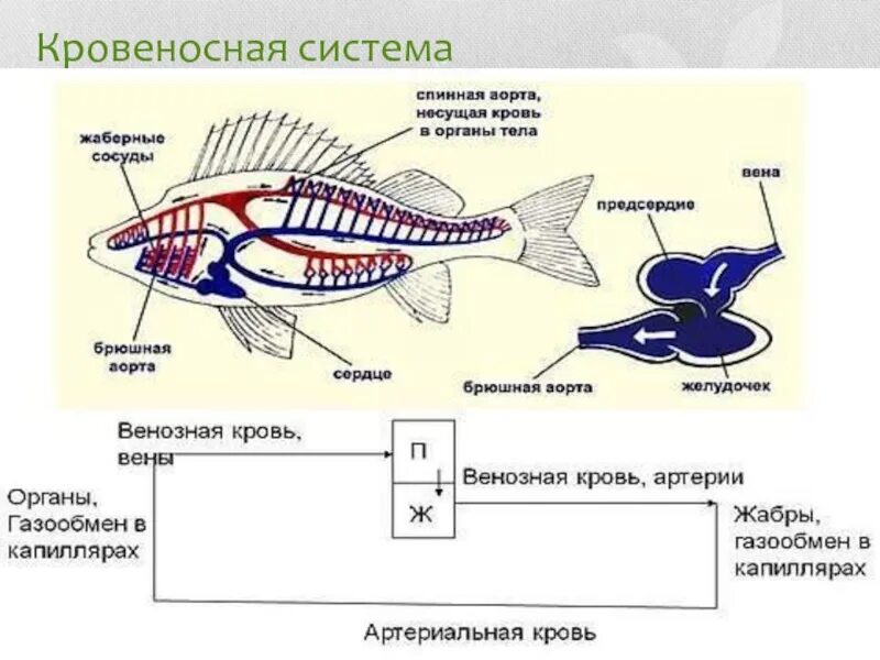 Внутреннее строение рыбы. Кровеносная система рыб. Внутреннее строение рыбы без подписей. Внутреннее строение рыбы без обозначений. Контрольная работа по рыбам 8 класс биология