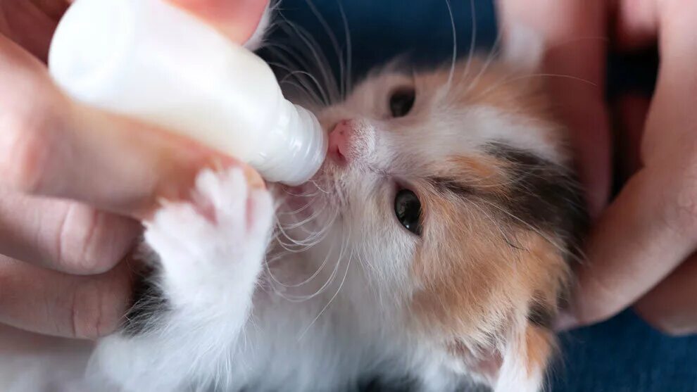Можно котят кормить детской смесью для новорожденных. Ми котенка покорми. кормление новорожденных котят. котенка кормят из бутылочки.