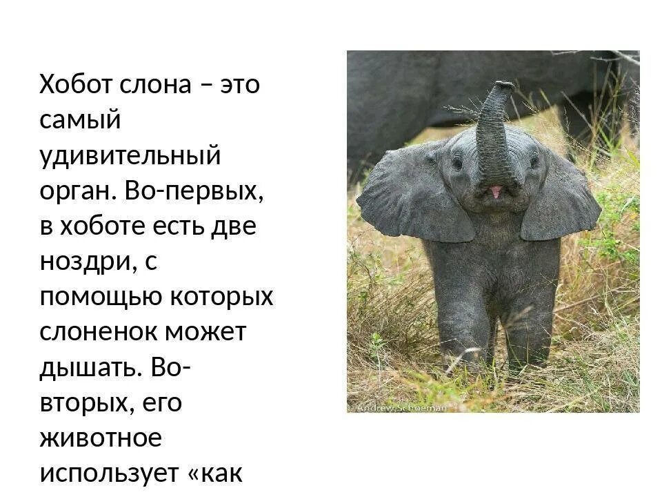 Почему у слонов хобот. Хобот слона. хобот слоненка. строение хобота слона. зачем слону хобот.
