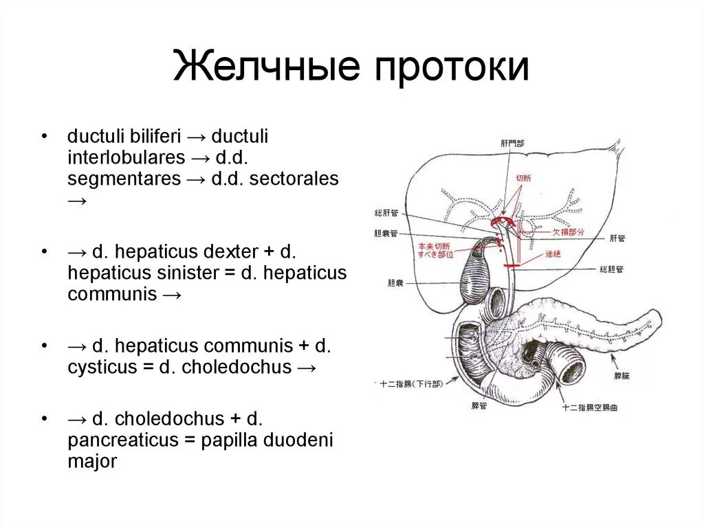 Размеры желчного пузыря у мужчин. Пузырный проток диаметр норма. Диаметр протоков желчного пузыря. Пузырный проток ширина норма. Нормальная ширина общего желчного протока.