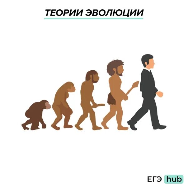 Теория эволюции. Теория эволюции для детей. Все теории эволюции. Инфографика теория эволюции.