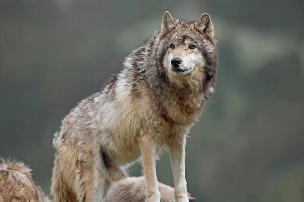 Волк евразии