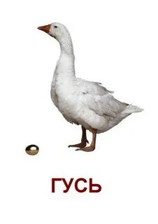 Род слова гусь