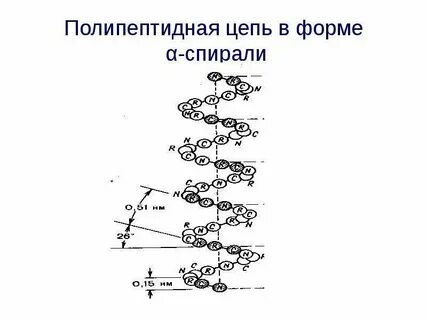 Образуется укладкой полипептидных цепей в спираль