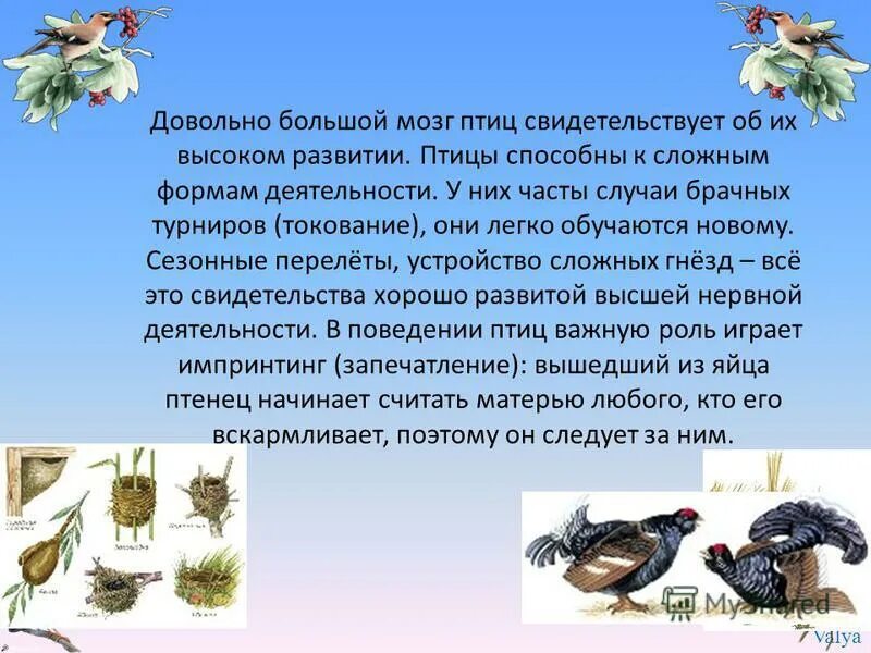 Что связано с высоким развитием у птиц. Что связано с высоким развитием у птиц. Отряды класса птиц и их представители. Что связано с высоким развитием у птиц. Что связано с высоким развитием у птиц.