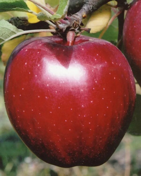 Яблоня красная сорта. Яблоня Старкримсон. Сорт яблок Старкримсон. Веллспур яблоня. Сорт яблок Стар крымсон.