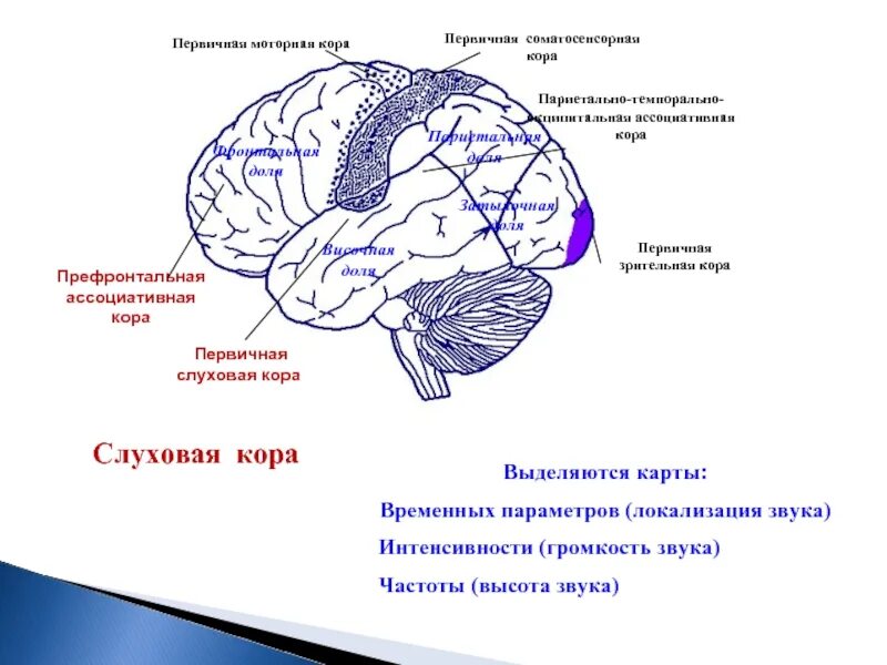 В какой зоне расположена слуховая зона. Строение слуховой коры.