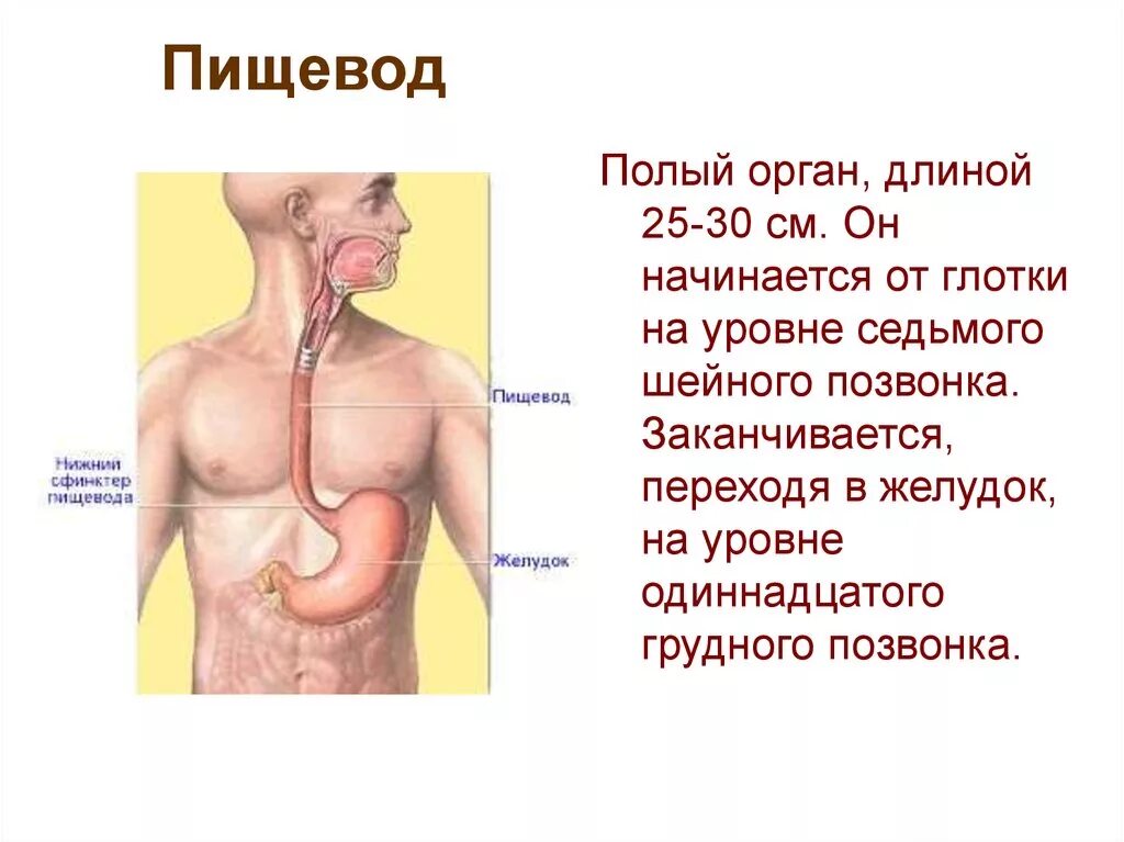 Где пищевод