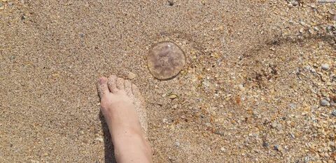 Медузы в азовском море голубицкая