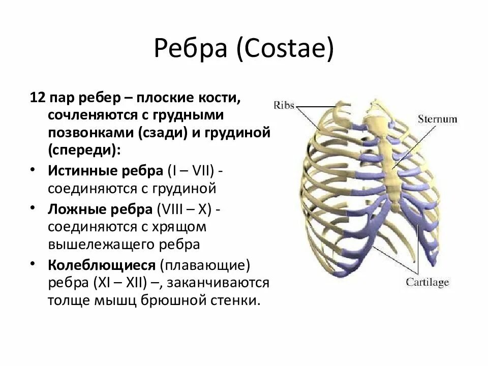 Классификация ребер анатомия. 12 Пар рёбер в грудной клетке. Ребра анатомия человека строение. Истинные ребра функции.