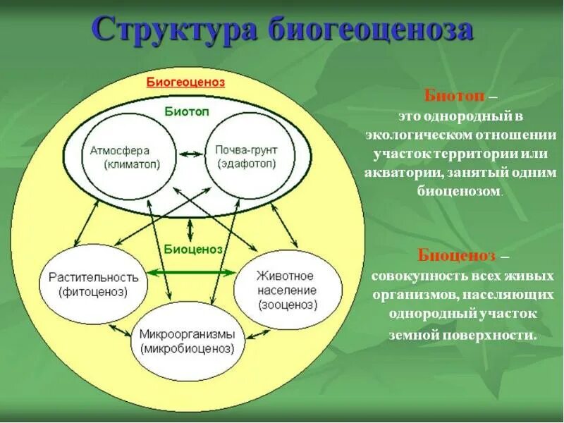 Экосистемная организация природы компоненты экосистем 9 класс. Биогеоценоз. Экосистема биоценоз биотоп. Биоценоз схема. Структура биогеоценоза и экосистемы.