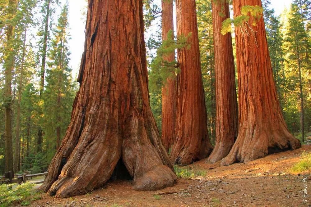 Гигантская калифорнийская секвойя. Секвойя дерево диаметр ствола. Секвойя дерево природная зона. Растения материка африка. Растительный мир африки презентация.