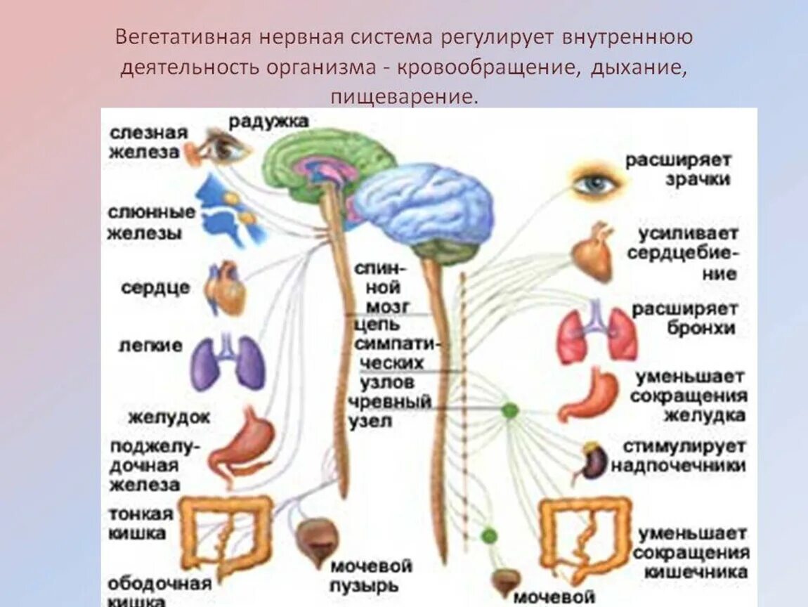 Связь органов человека. Какой отдел нервной системы регулирует работу внутренних органов. Вегетативный отдел нервной системы регулирует. Вегетативная (автономная) нервная система управляет деятельностью. ЦНС лекция 1 Чермянин.