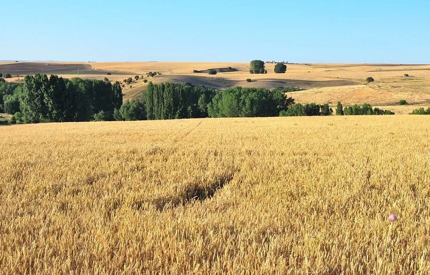 Алтайское пшеничное. Поля ячменя в Испании. Пшеница в Испании. Степи Алтая поля сельского хозяйства. Пшеничные поля Алтая.