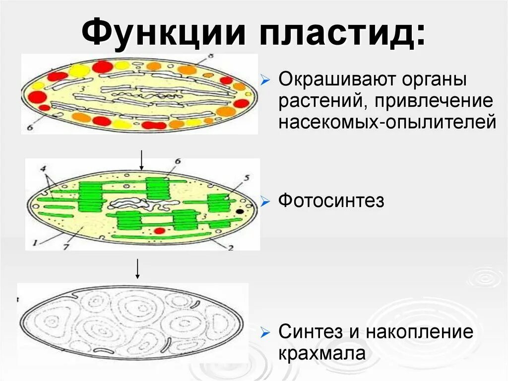 Хлоропласты характерны для клеток ответ. Пластиды (хлоропласты функции кратко. Пластиды функции органоида. Функция хлоропластов в растительной клетке.