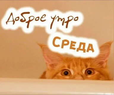 Картинки с средой прикольные смешные надписью