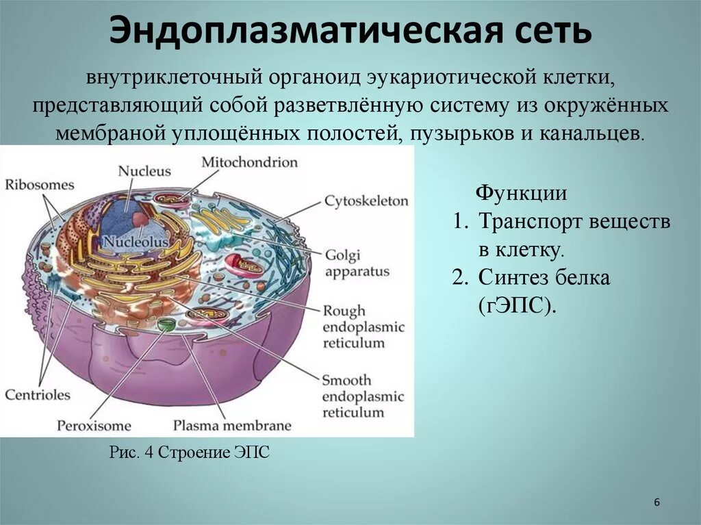 Эндоплазматическая сеть органоид строение =рисунок. Гладкая эндоплазматическая сеть органоид. Структуры эукариотической клетки органеллы.