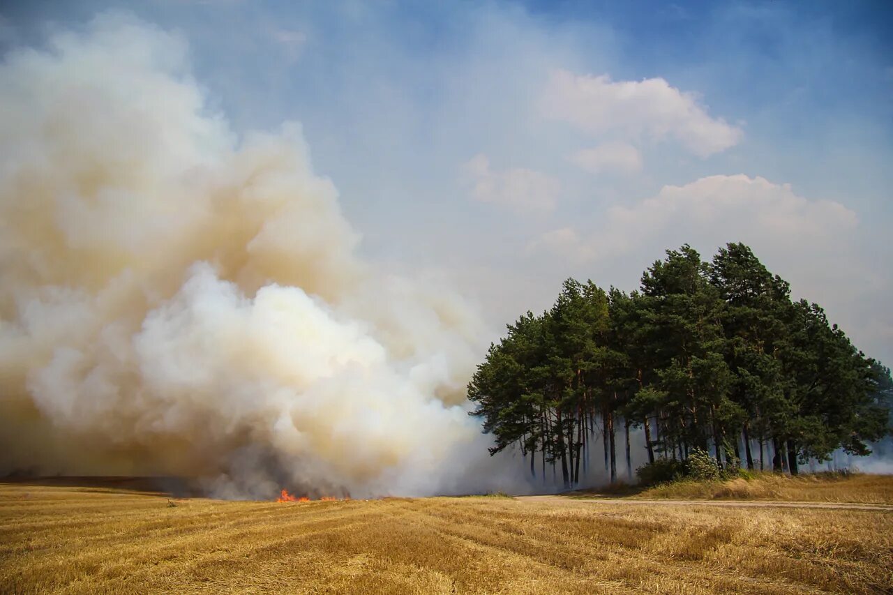 выдыхает дым. в поле дым минус. дымка в поле. сгоревшее поле. в поле дым минус.