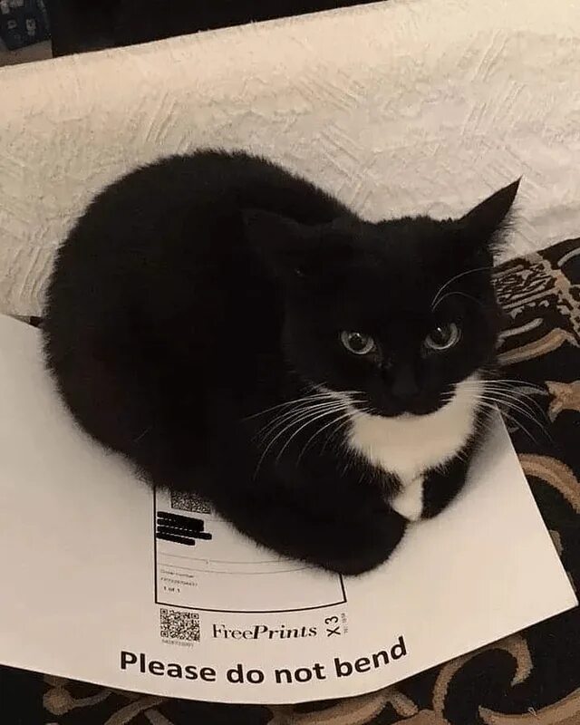 The cat is not. The cat is not