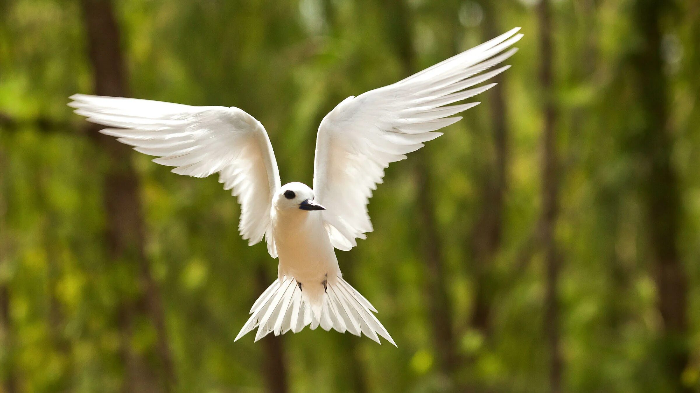 Белая птица новое чудо сюжет. Птицы. Белоснежные птицы. Белая птичка. Самая красивая белая птица.