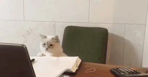 Бухгалтер гифка