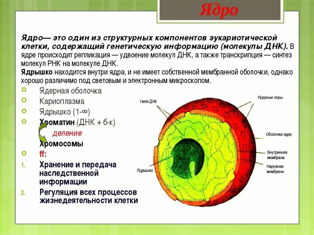 Составляющие элементы ядра. Строение эукариотической клетки ядро строение и функции. Функции ядра эукариотической клетки кратко. Строение ядра эукариотической клетки 10 класс. Компоненты ядра эукариотической клетки.