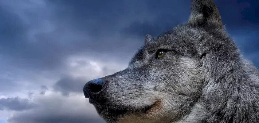 Волк 1 9 5. Волк. Красивый волк. Одинокий волк. Красивый гордый волк.