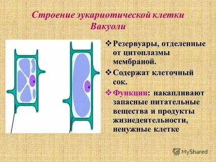 Вязкое живое содержимое клетки