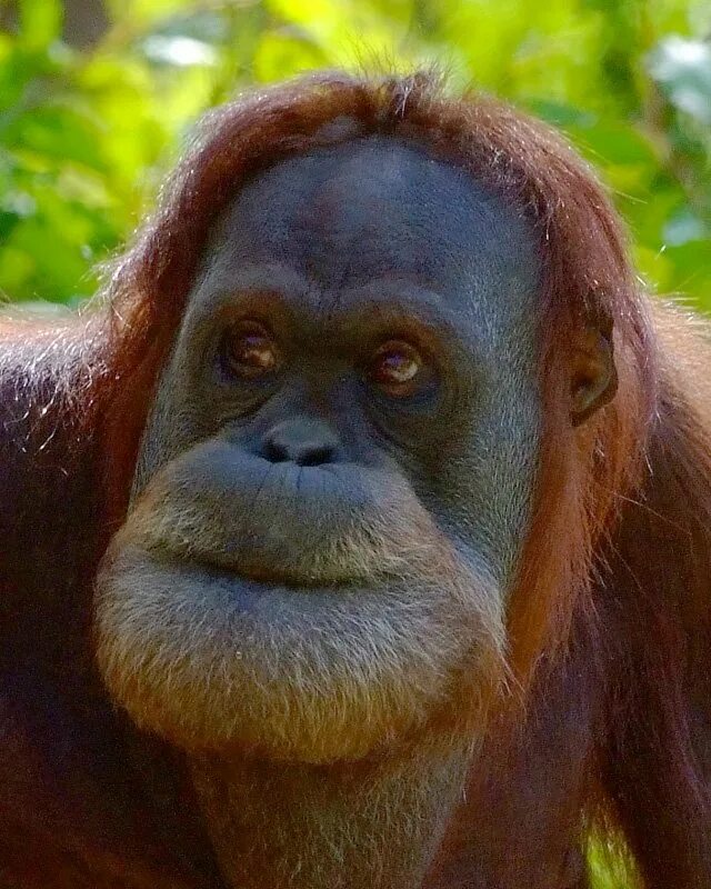 смешной 5 букв. семейство павианов. J,mzpmzyf\. фото обезьяны. смешные загадки в картинках.