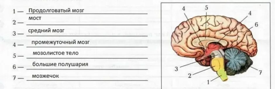 Рассмотрите рисунок с изображением мозга человека. Биология отделы головного мозга. Отделы головного мозга 8 класс биология. Строение отделов головного мозга рисунок. Отделы головного мозга 8 класс биология схема.