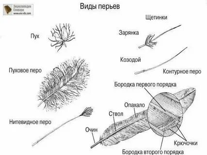 Особенности строения покровов у птиц