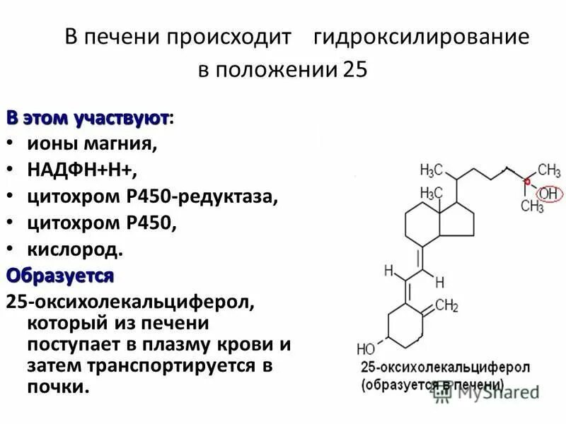 В печени происходит образование