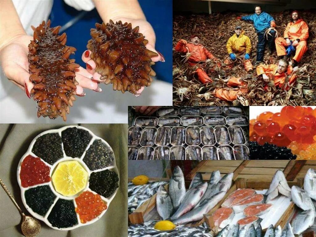 Водные ресурсы хабаровского края карта. Рыбный промысел на дальнем востоке. Биологические ресурсы животные. Биологические ресурсы леса. Рыбная промышленность хабаровского края.