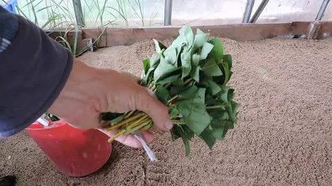 Укорененные зеленые черенки