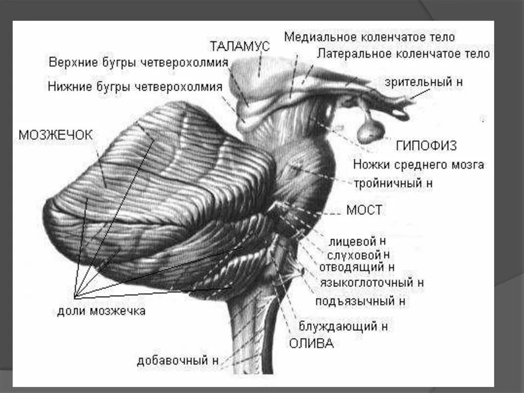 Латеральное коленчатое тело анатомия. Латеральное коленчатое тело функции. Латеральное коленчатое тело таламуса. Промежуточный мозг строение коленчатые тела.