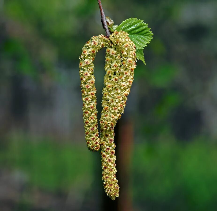 Береза повислая семена. Берёза повислаясемена. Береза повислая плод. Betula pendula плод. Какие плоды у березы