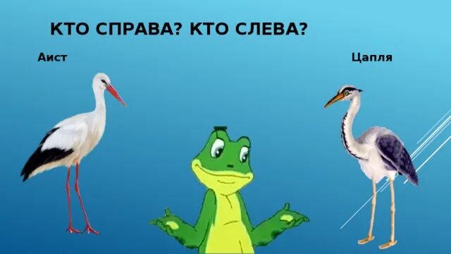 Чем журавль отличается. Цапля и Аист. Цапля и Аист отличия. Цапля Аист журавль. Журавль Аист цапля различия.