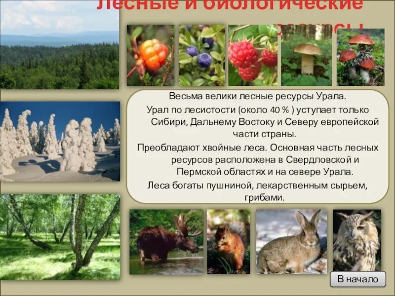 Оценка природных ресурсов урала. Природные ресурсы Урала Лесные. Уральский экономический район природно-ресурсной. Лесные природные условия и ресурсы Урала. Лесные ресурсы Урала таблица.