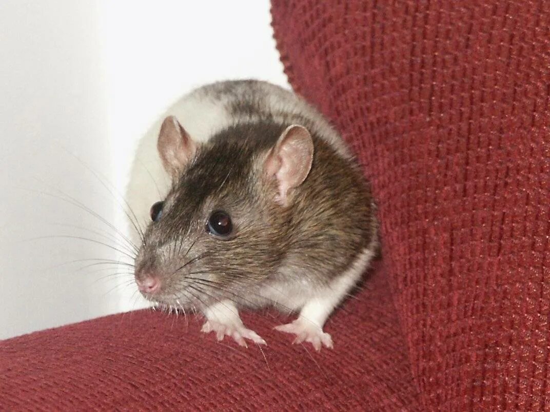 Крыса издает. Звуки крыс. Крыса издает. Стих про крысу. Пищание мыши.