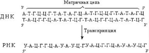 Какая цепь днк матричная. Комплементарная цепочка ДНК И РНК. Синтез Цепочки РНК по принципу комплементарности. Цепочка ДНК И РНК. Комплементарность ДНК И РНК цепочка.