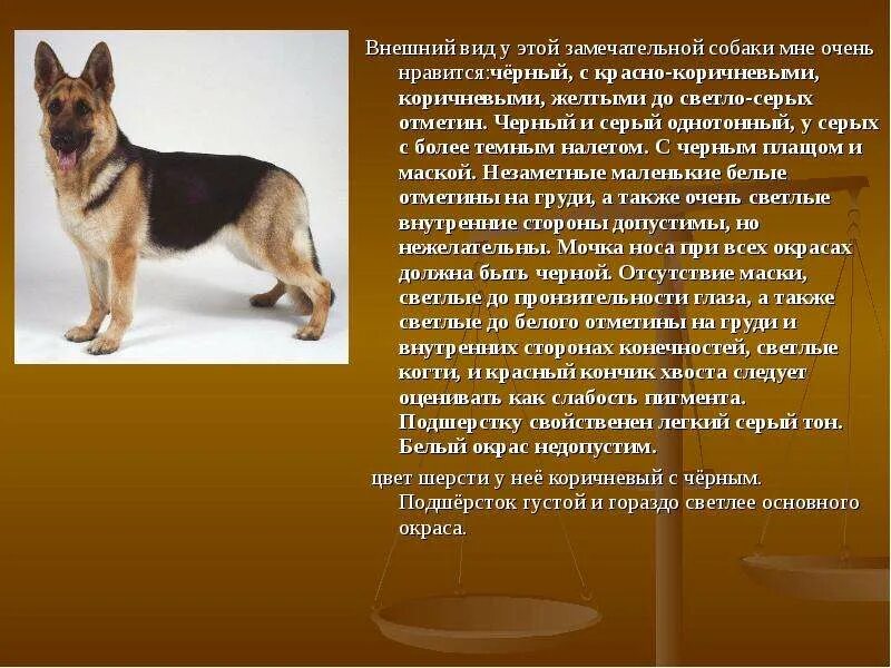 Рассказ о своем любимце 2 класс