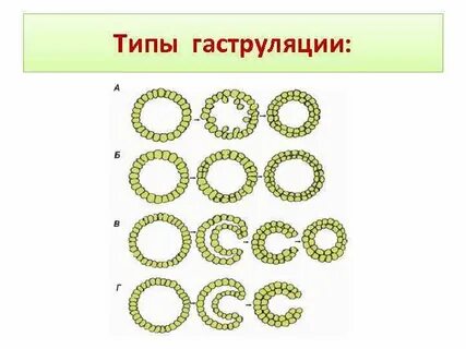 Зигота дробление гаструляция