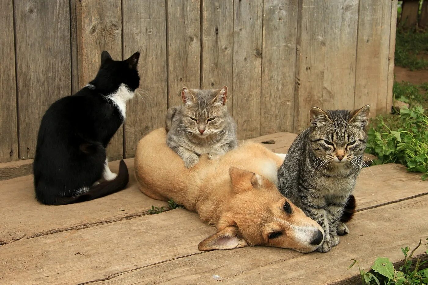 Кошка дома. Три кошки дома. Бездомная кошка с котятами. Домик для кота. Рыжая кошка.