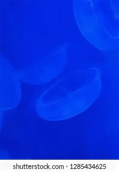 Co2 картинка голубая. Jellies blue