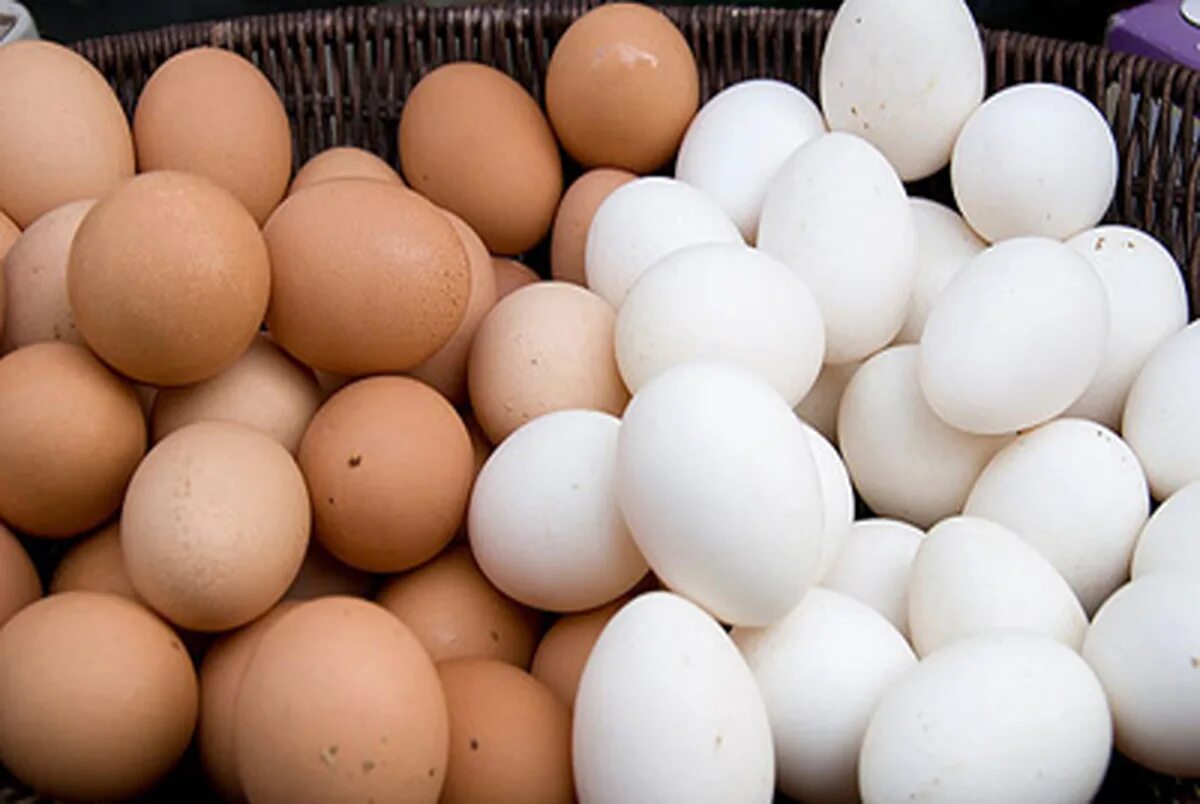 Купить инкубационное яйцо в воронежской области. Коричневое яйцо. Яйцо куриное. Коричневые и белые яйца. Яйцо белое.