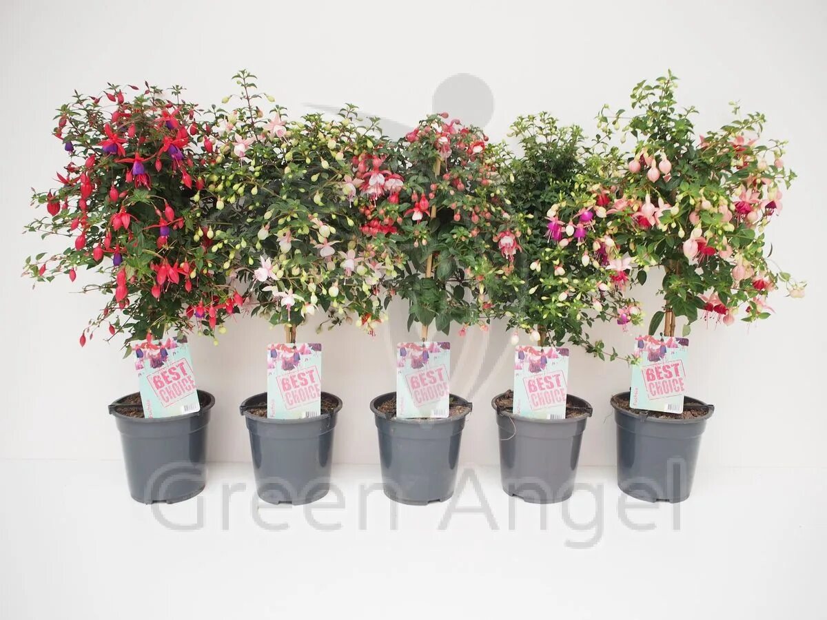 Фуксия бонсай. Как формировать фуксию. Фуксия ампельная формирование куста. Формировка фуксии. Как формировать фуксию.